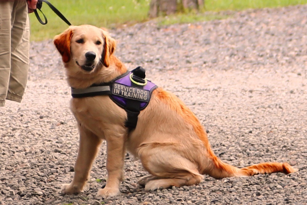 GCCC to Offer Non-Credit Dog Training Course by Buchman Best Behaviors