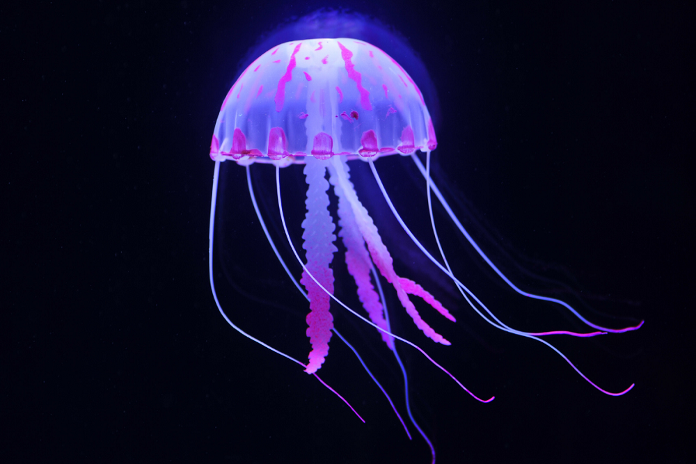 Tissue Paper Jellyfish for Teens (C) on June 6, 2022