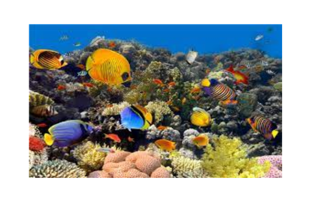 Roper Mountain Science Center: Coastal Critters