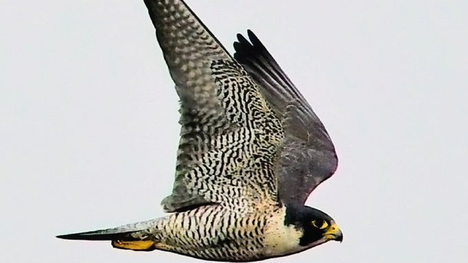 ‘The world’s fastest creature’: Famous Peregrine falcon catches flight after recovering from injuries