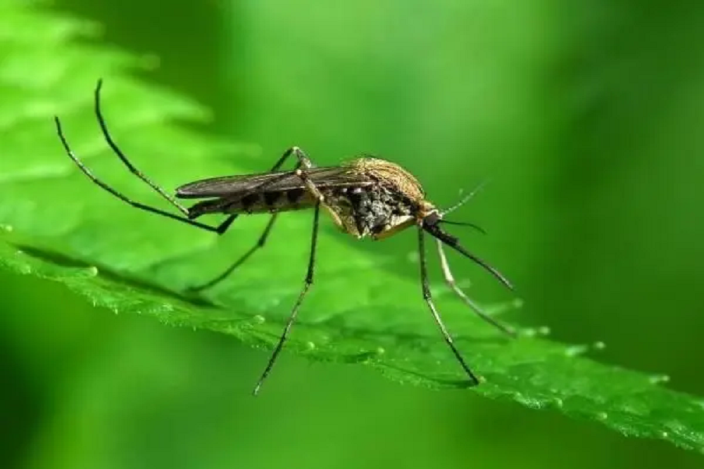 Areas of the County to be Sprayed to Reduce Mosquito Larvae
