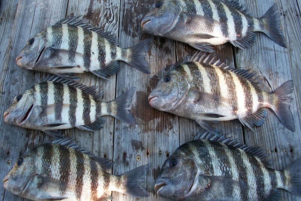Sheepshead – Monday, Wednesday and Fridays to be held March 18 Sheepshead – Monday, Wednesday and Fridays to be held March 18