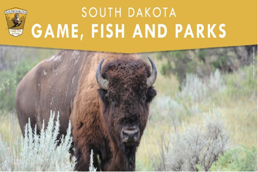 Visitor Injured By Bison in Custer State Park