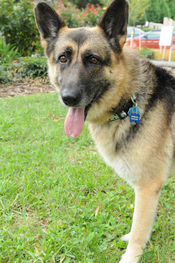 Shelter available for adoption