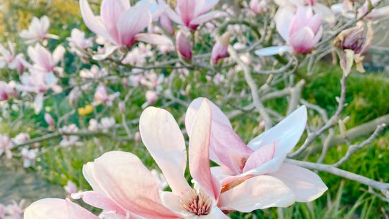 Attention, future Vikings!