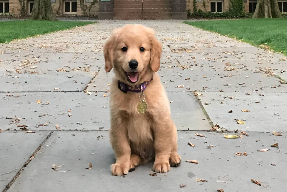 EWC announces a date change for the upcoming Community Education Dog Obedience Level II class