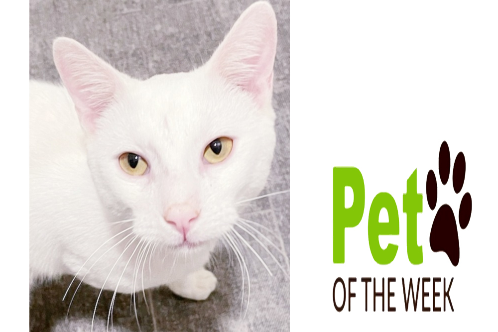 Pet of the Week: Marshmallow