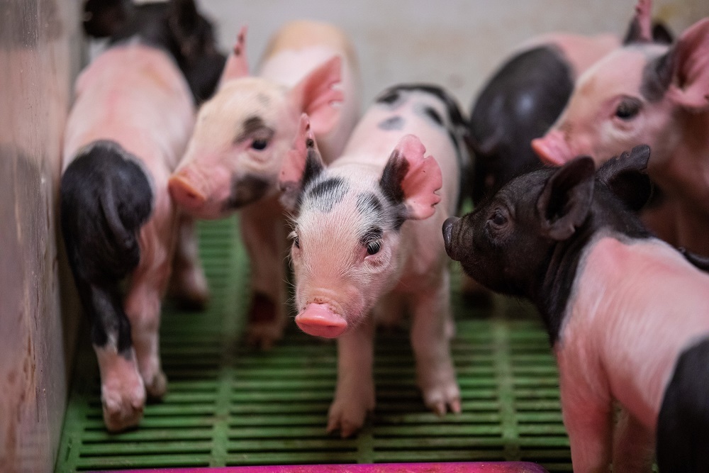 Iowa State University veterinarians investigating unusual bacterial disease in central Iowa pigs Iowa State University veterinarians investigating unusual bacterial disease in central Iowa pigs