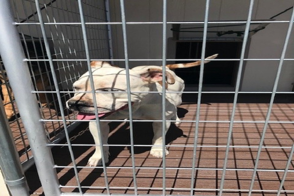 Owner Has Reclaimed Their Pet