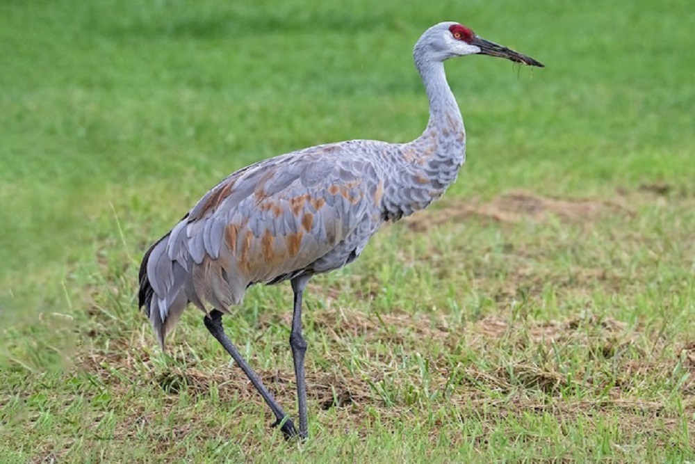 Evening with the Sandhill Cranes to be held April 7