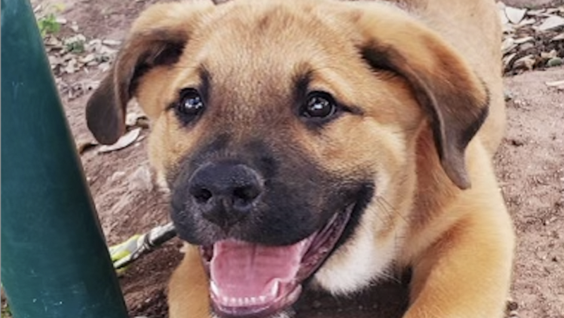 Pet of the Week: Meet Dax!