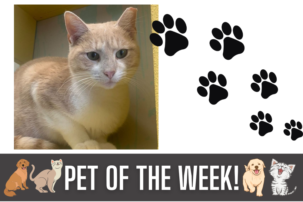 Pet of the Week: Toni