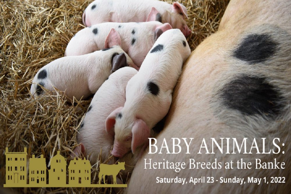 Strawbery Banke announces the return of Baby Animals: Heritage Breeds at the Banke, April 23-May 1
