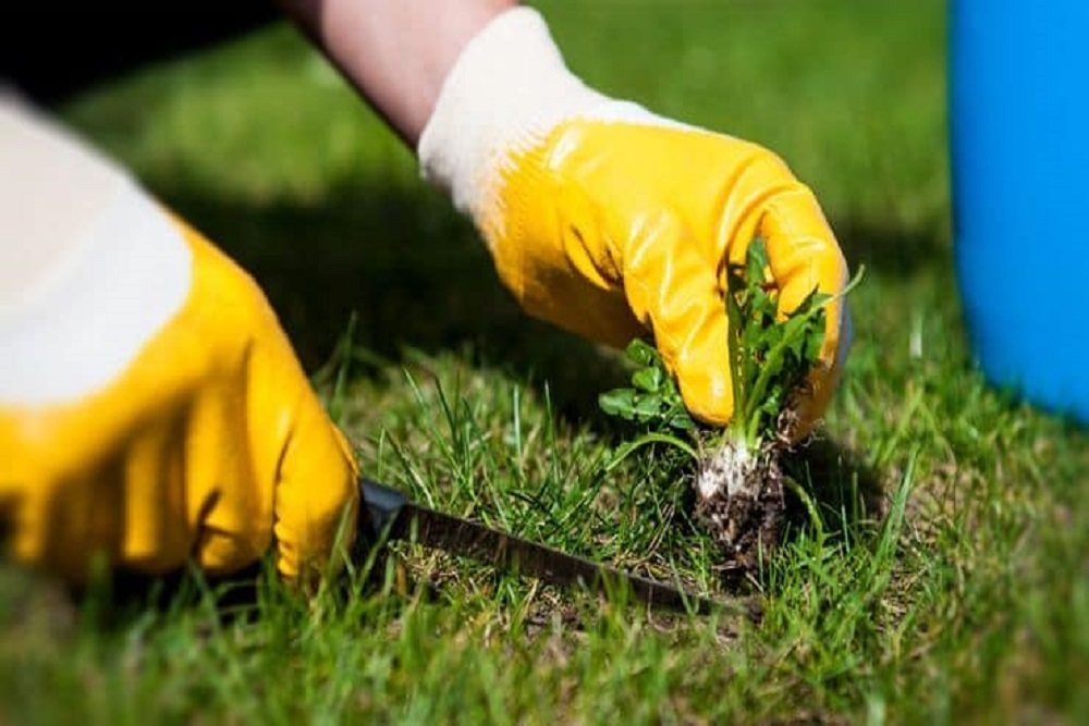 Grass and Weed Maintenance