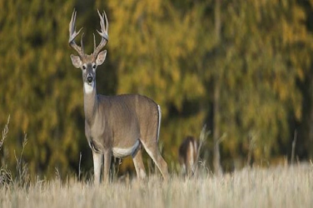 ANTELOPE: FWP sets urban archery deer hunt in Roundup