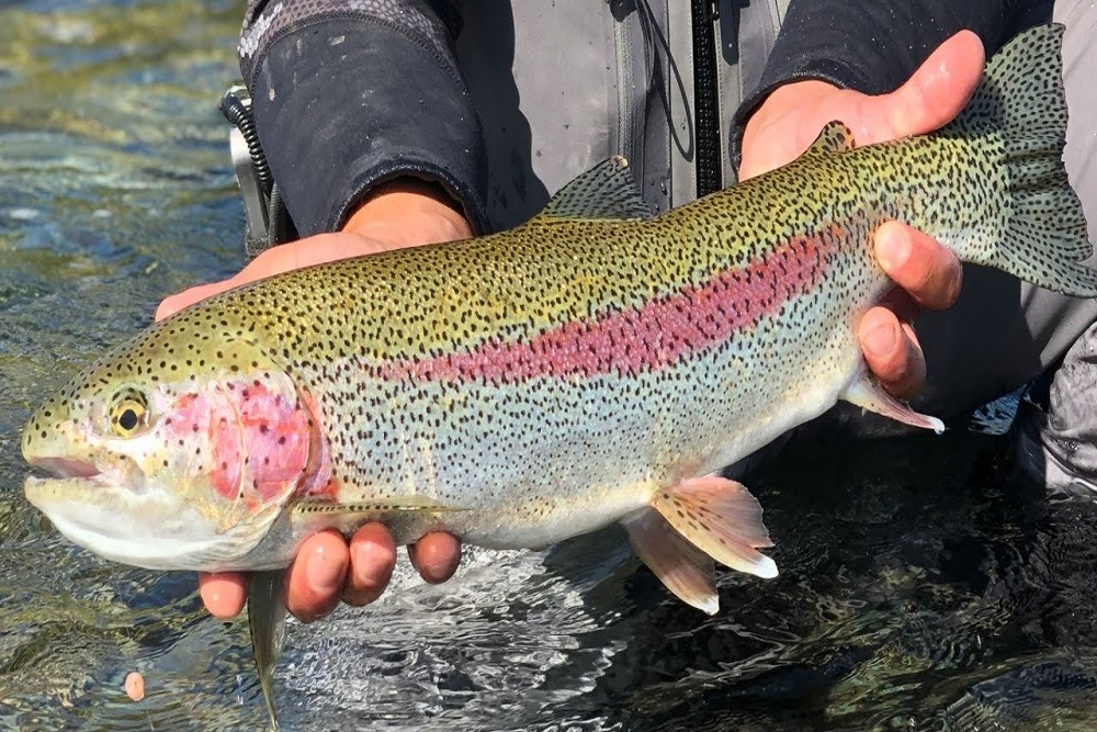 ASHE COUNTY PARKS AND RECREATION: 2022 Youth Trout Derby