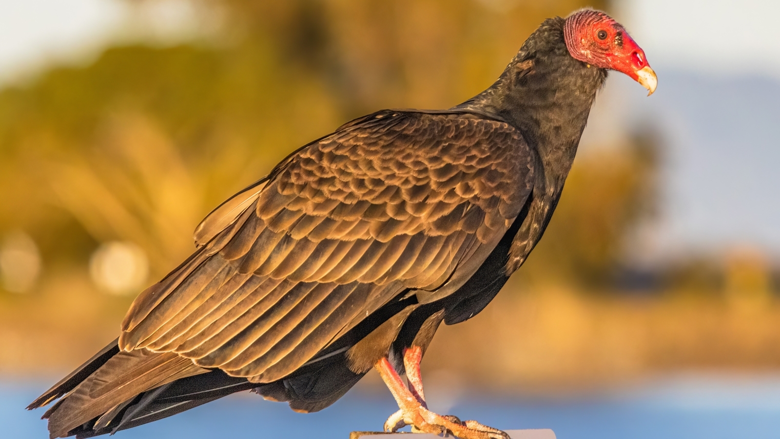Perry police chief: ‘I wish there was a better way to get rid of’ migratory turkey vultures Perry police chief: ‘I wish there was a better way to get rid of’ migratory turkey vultures