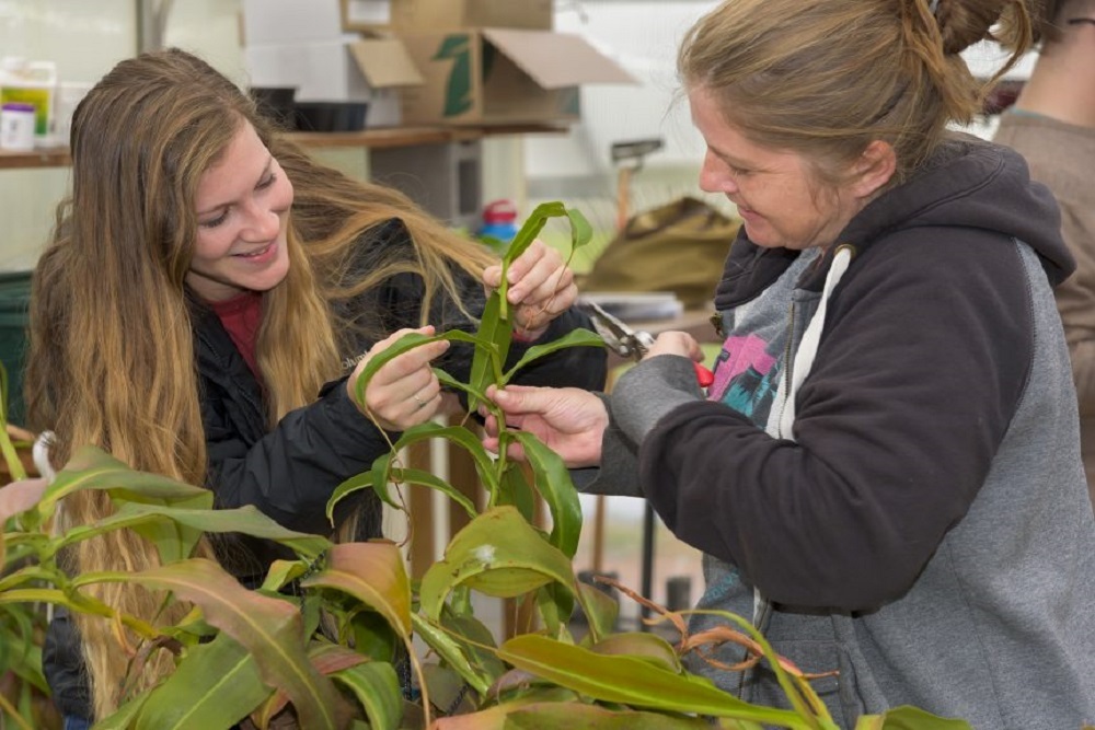 Golden Leaf Foundation Awards  Million for New Greenhouse at Blue Ridge