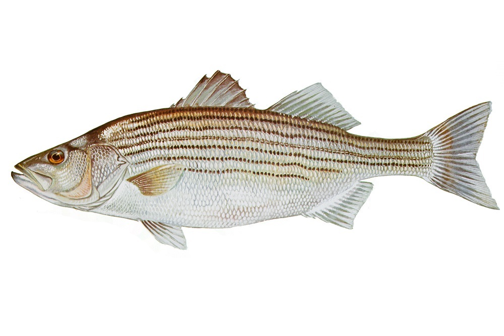 Atlantic States Marine Fisheries Commission to Hold Virtual Delaware Public Hearing on Striped Bass Management Plan