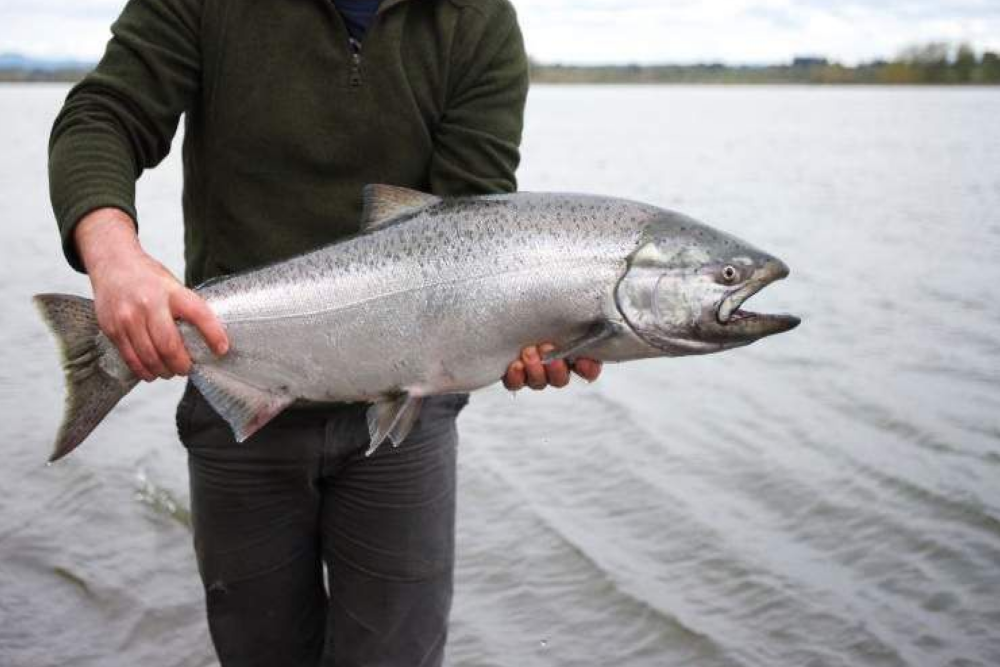 Columbia River spring Chinook season update