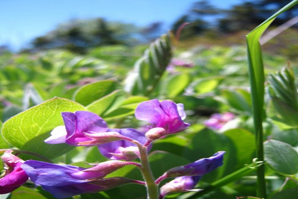 Vermont Agency of Natural Resources: Beach pea Lathyrus japonicus maritimus
