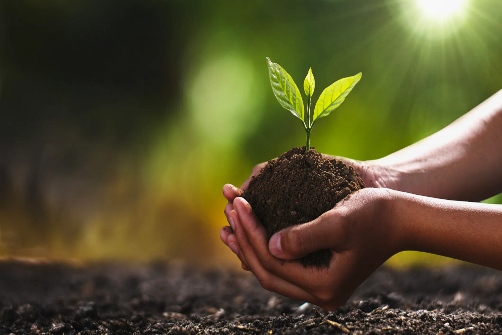 Plant the seed on April 4