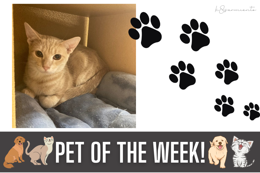 Pet of the Week: Sleepy Spice