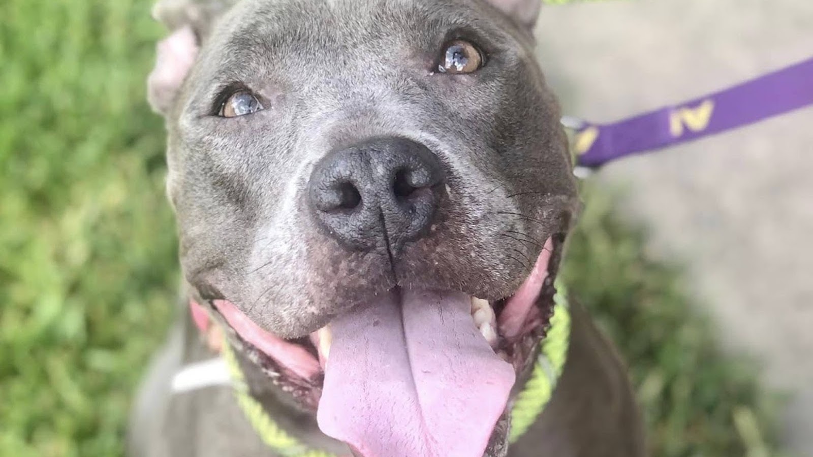 New Hope Animal Rescue and Bastrop County Animal Shelter connect adoptable pets with loving homes during Petsmart Charities National Adoption Week