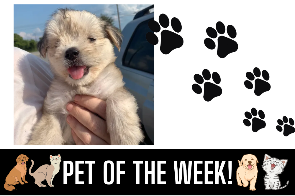 Pet of the Week: Rory