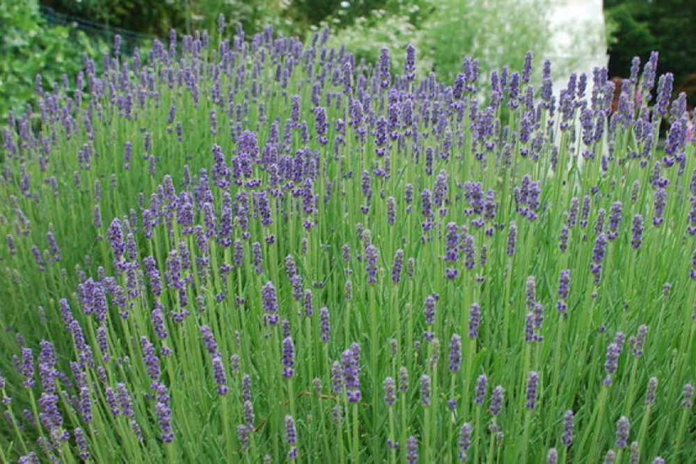 Get ready, get set for summer weather with these tips from OSU Extension