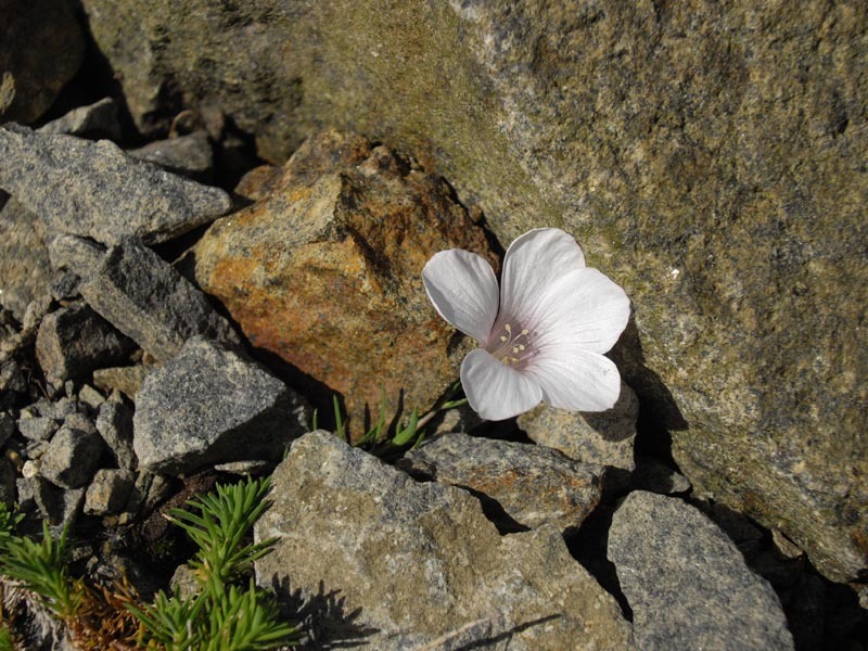 Pressed Flower Rocks