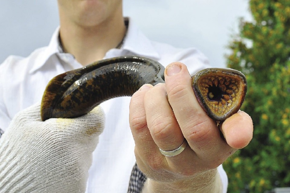 Public Reminded To Not Disturb Spawning Sea Lamprey In Connecticut River Drainage Public Reminded To Not Disturb Spawning Sea Lamprey In Connecticut River Drainage