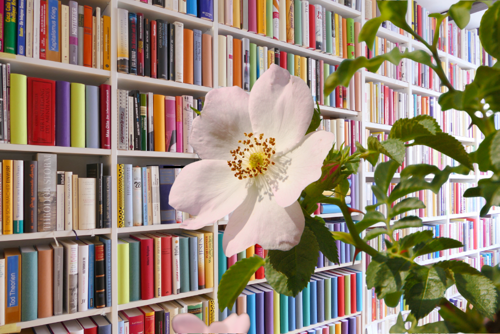 Wild Rose Library: Card Creators to be held July 4 Wild Rose Library: Card Creators to be held July 4