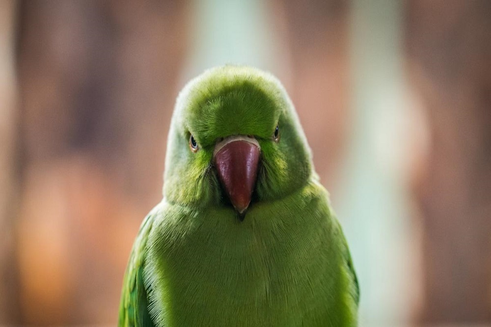 ARIZONA STATE UNIVERSITY: Dissertation: Angry Men, Angry Women: Patience, Righteousness and the Body in Late Imperial Chinese Literature