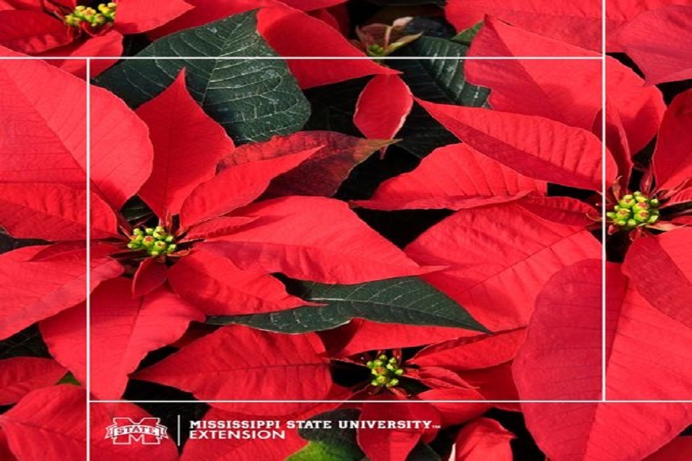 Prentiss County Extension Office – Poinsettias Are Not Poisonous to Our Pets!