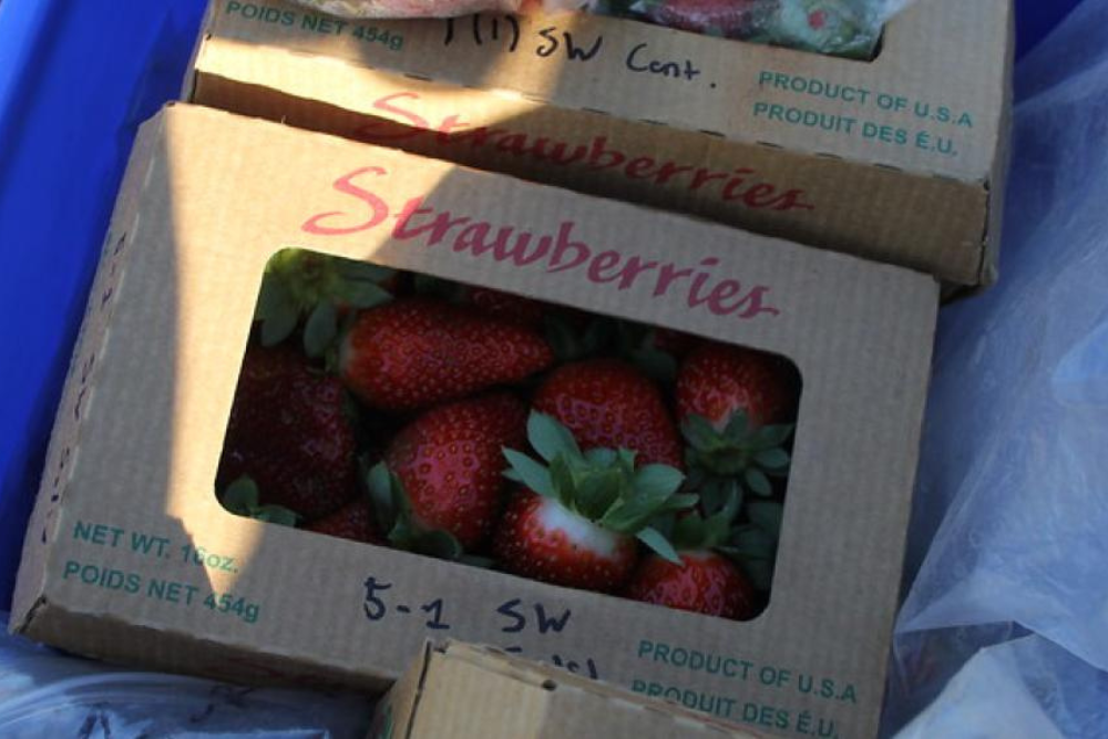 Oregon State announces food and agriculture media fellows