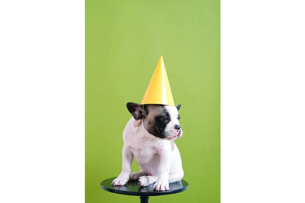 Fun Pet Portraits on Feb 11