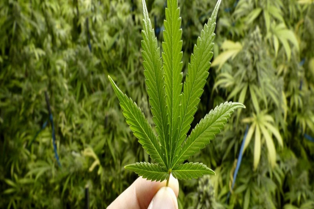 ANN ARBOR YPSILANTI REGIONAL CHAMBER: A2Y Chamber Event: Early Edition – Recreational Marijuana to be held Oct 16
