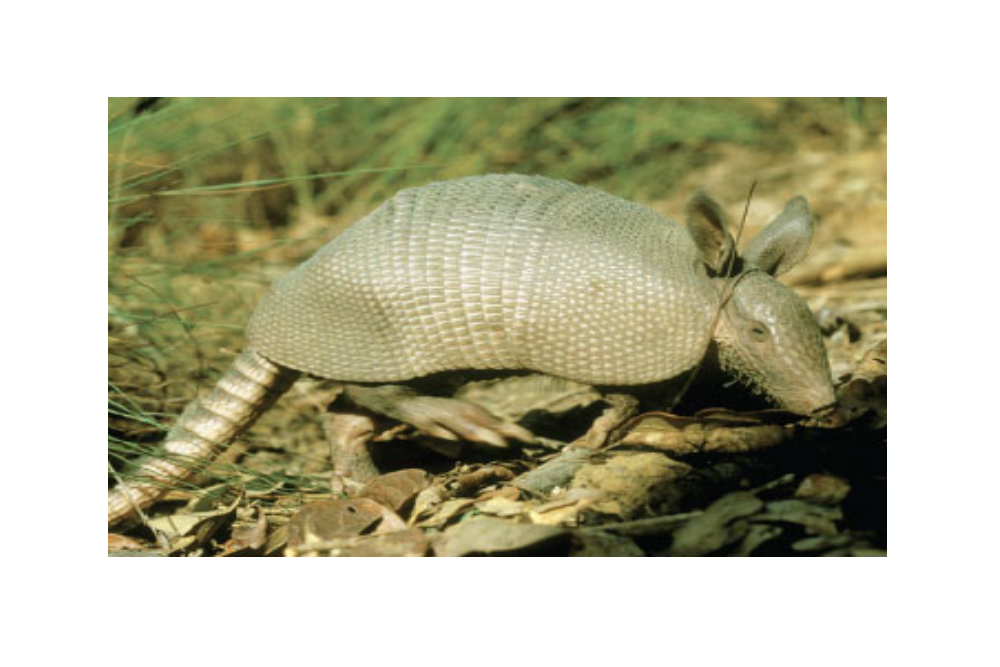 NH Audubon, Scales, Scutes and Skins