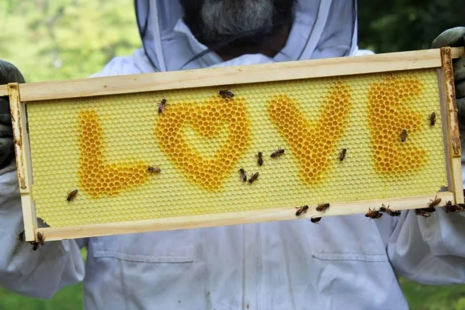 Chesterfield Bee Festival - all events Chesterfield Bee Festival - all events