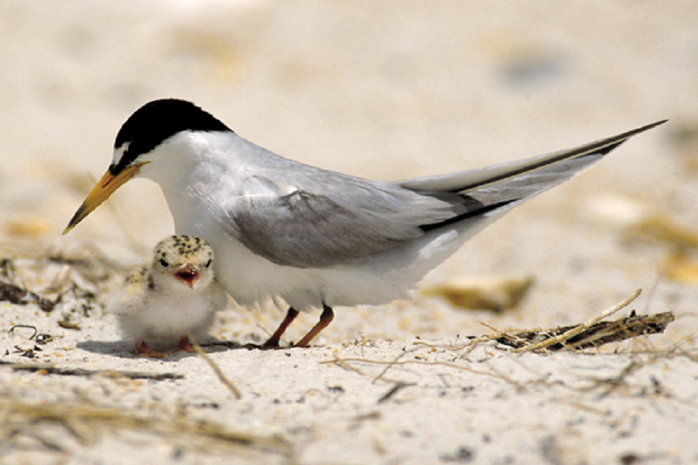 Threatened shorebirds nesting near Ponce Inlet