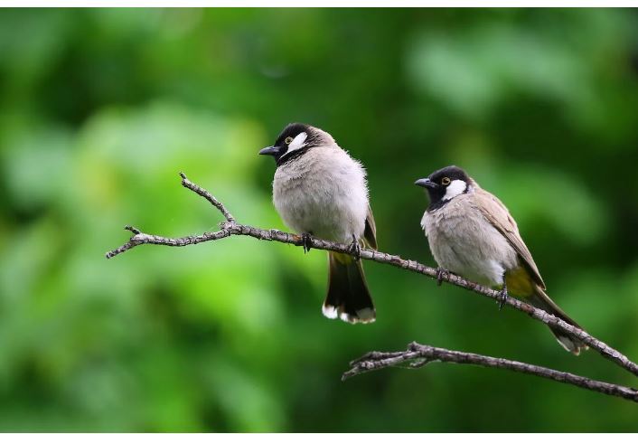 Environmental staff recently monitored the Bird Box Trail at the Essex County Francis A. Byrne Golf Course