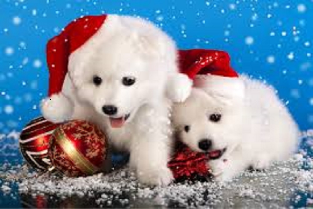 TOWN OF CORNELIUS PARKS AND RECREATION: Santa Paws in the Park! TOWN OF CORNELIUS PARKS AND RECREATION: Santa Paws in the Park!