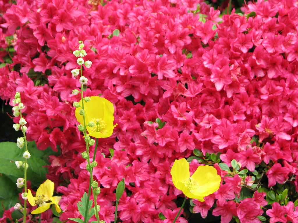 Spring Fling with the Dream Makers