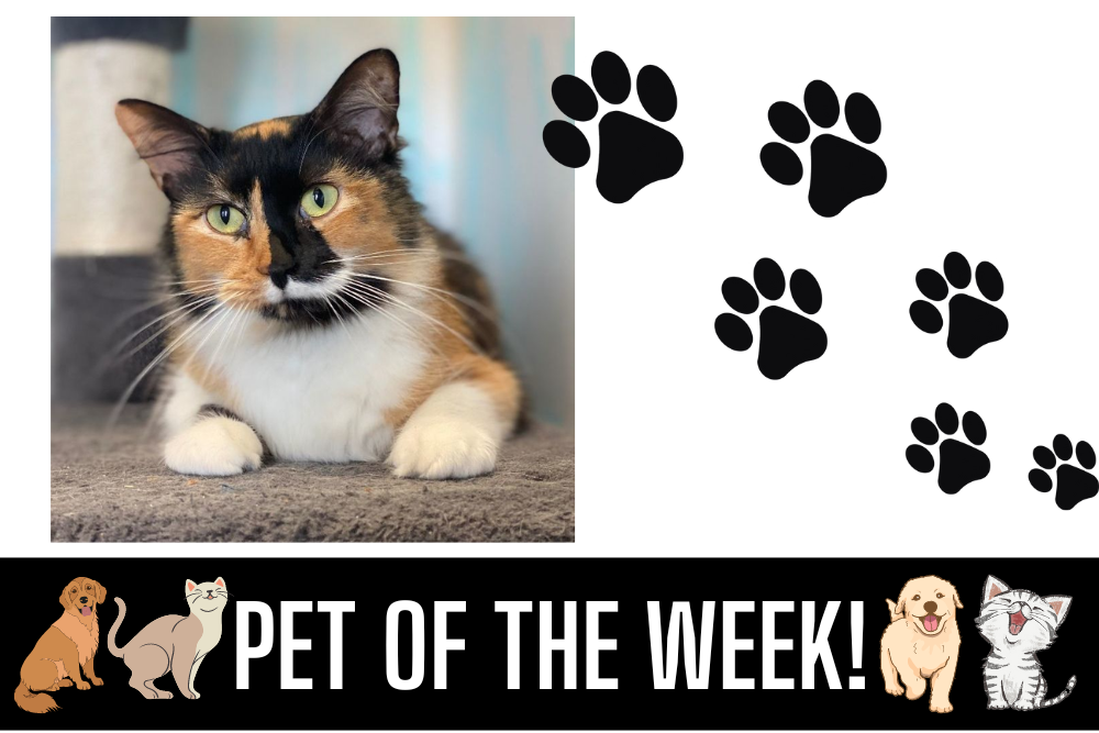 Pet of the Week: Portia