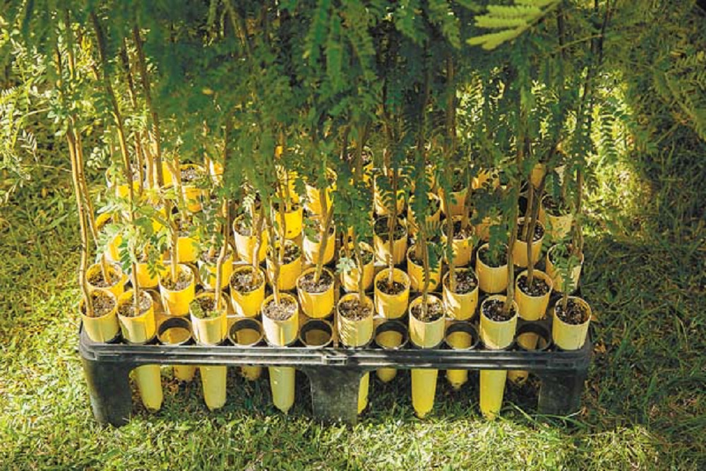 Annual Drive Thru Arbor Day Tree Giveaway