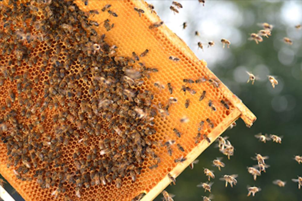 ARKANSAS DEPARTMENT OF PARKS, HERITAGE AND TOURISM – DIVISION OF ARKANSAS HERITAGE: Happy National Pollinators Month