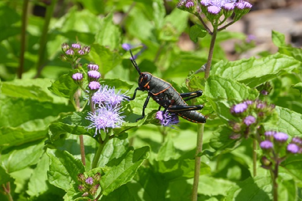 Native Plants, Pets & Diseases Seminar