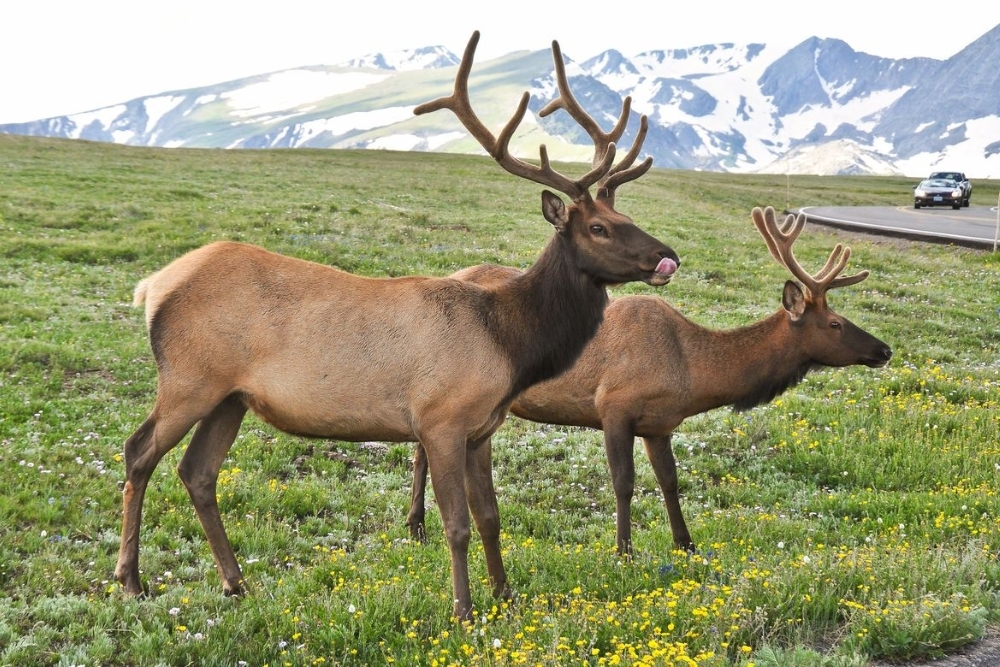 Winter Wildlife Closures on Mt. Jumbo, Mt. Dean Stone