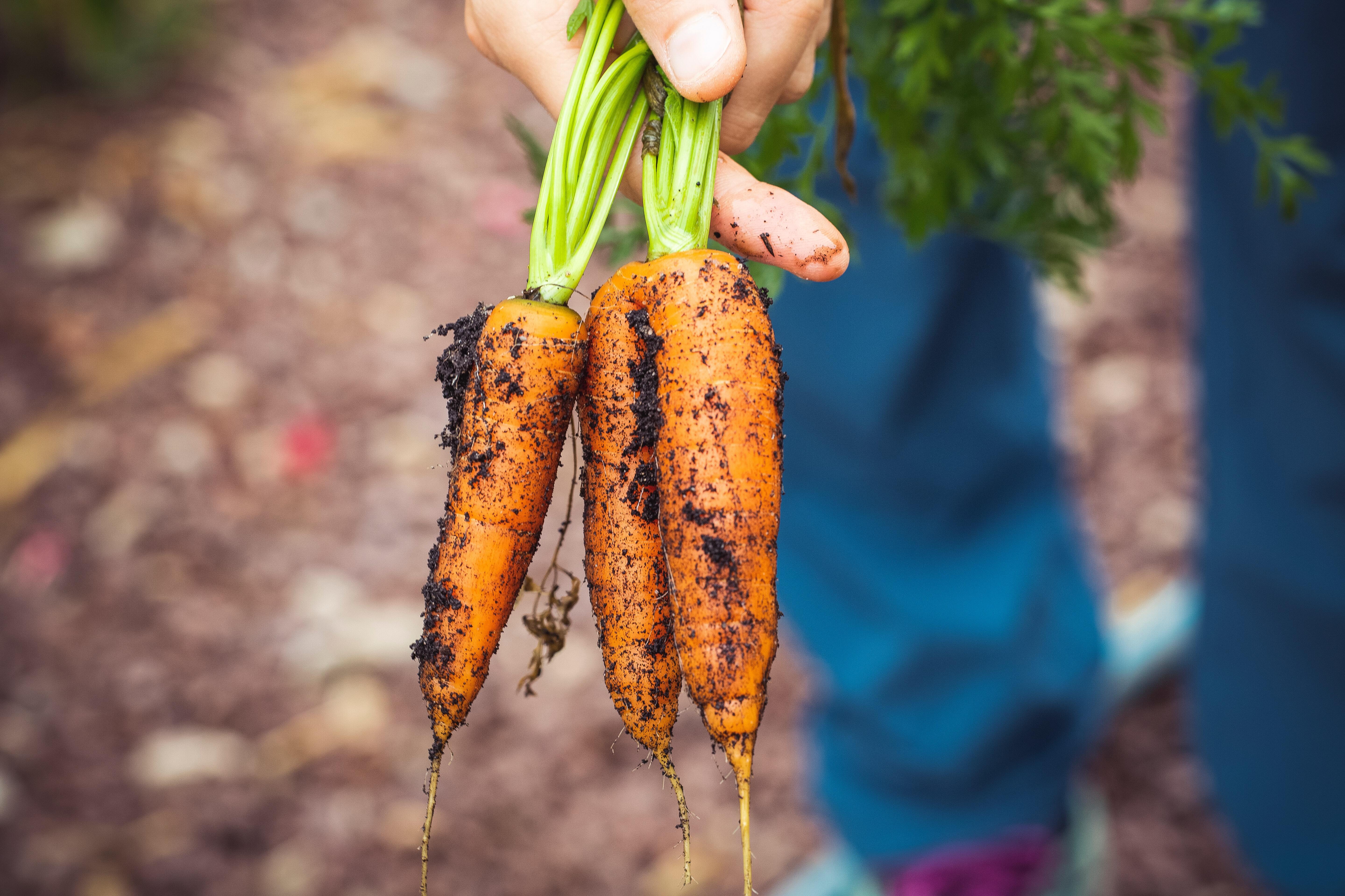 Gardening Classes with Miriam Cheng on January 29, 2023 Gardening Classes with Miriam Cheng on January 29, 2023